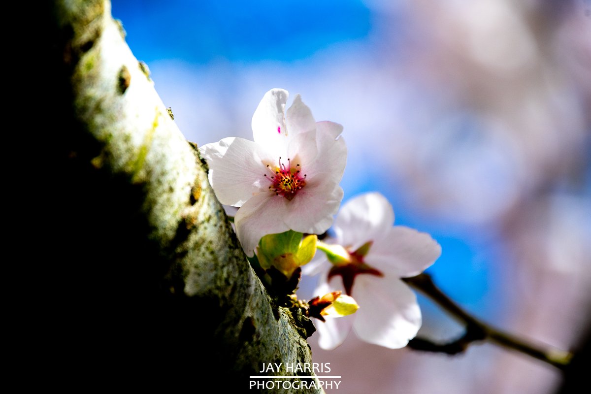 JayHarrisPhoto1's tweet image. It's that ℂℍ𝔼ℝℝ𝕐 𝔹𝕃𝕆𝕊𝕊𝕆𝕄 time of year again and the neighbour's tree in bloom always brightens the day.

#cheeryblossom #blossomtree #sakura #blossom #cherryblossomtree #spring