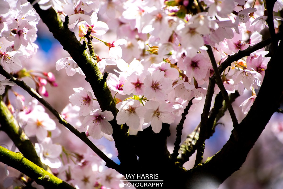 JayHarrisPhoto1's tweet image. It's that ℂℍ𝔼ℝℝ𝕐 𝔹𝕃𝕆𝕊𝕊𝕆𝕄 time of year again and the neighbour's tree in bloom always brightens the day.

#cheeryblossom #blossomtree #sakura #blossom #cherryblossomtree #spring