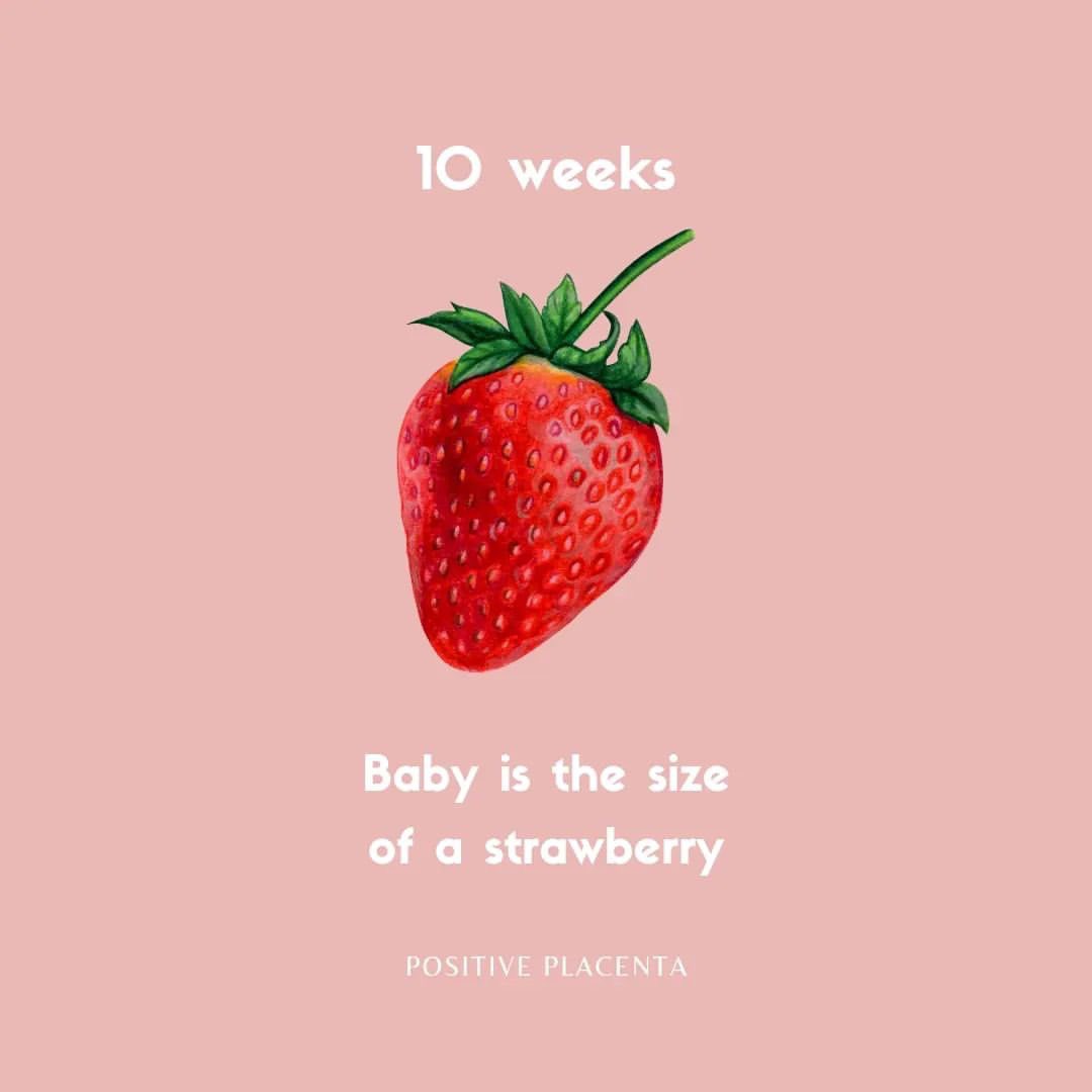“𝗔𝘁 𝟭𝟬 𝘄𝗲𝗲𝗸𝘀, 𝗯𝗮𝗯𝘆 𝗶𝘀 𝘁𝗵𝗲 𝘀𝗶𝘇𝗲 𝗼𝗳 𝗮 𝘀𝘁𝗿𝗮𝘄𝗯𝗲𝗿𝗿𝘆 🍓At 1½ inches in length, baby is going through a huge growth spurt. The head is still too big for the body but the face is more recognisable in proportion.”
Milly • positiveplacenta 
#10weeks