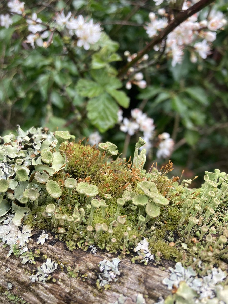 OfSorrel's tweet photo. @NatureLark @Cat_Beazley_Art Found this lovely moss cap in Branston this week. https://t.co/JSrudlfovh