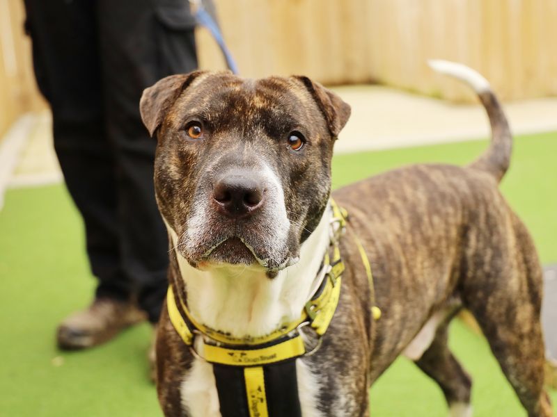 Please retweet to help Rex find a home #LEEDS #UK 

Staffordshire Bull Terrier aged 1-2. He needs to build is confidence and to be the only pet. He can live with teenagers. He's playful and fun and loves his walks✅

DETAILS or APPLY👇
dogstrust.org.uk/rehoming/dogs/…
#dogs #pets #Easter