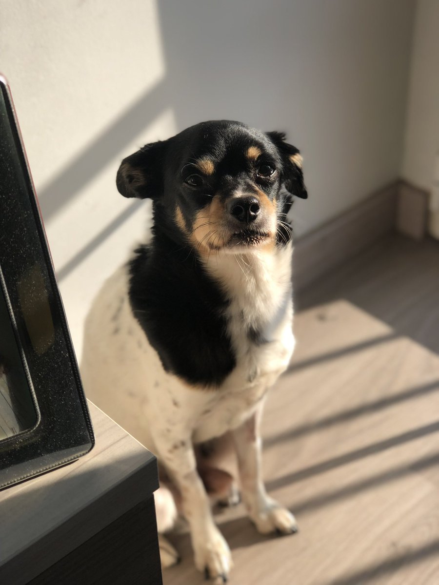 Alinlish20's tweet photo. Me ha dado por leer lo que escribí el último cumple de Roni, el que era mi perrete y pues nada, ya estoy llorando.
Cada día me acuerdo más de el ❤️ https://t.co/fynqU2zgoT