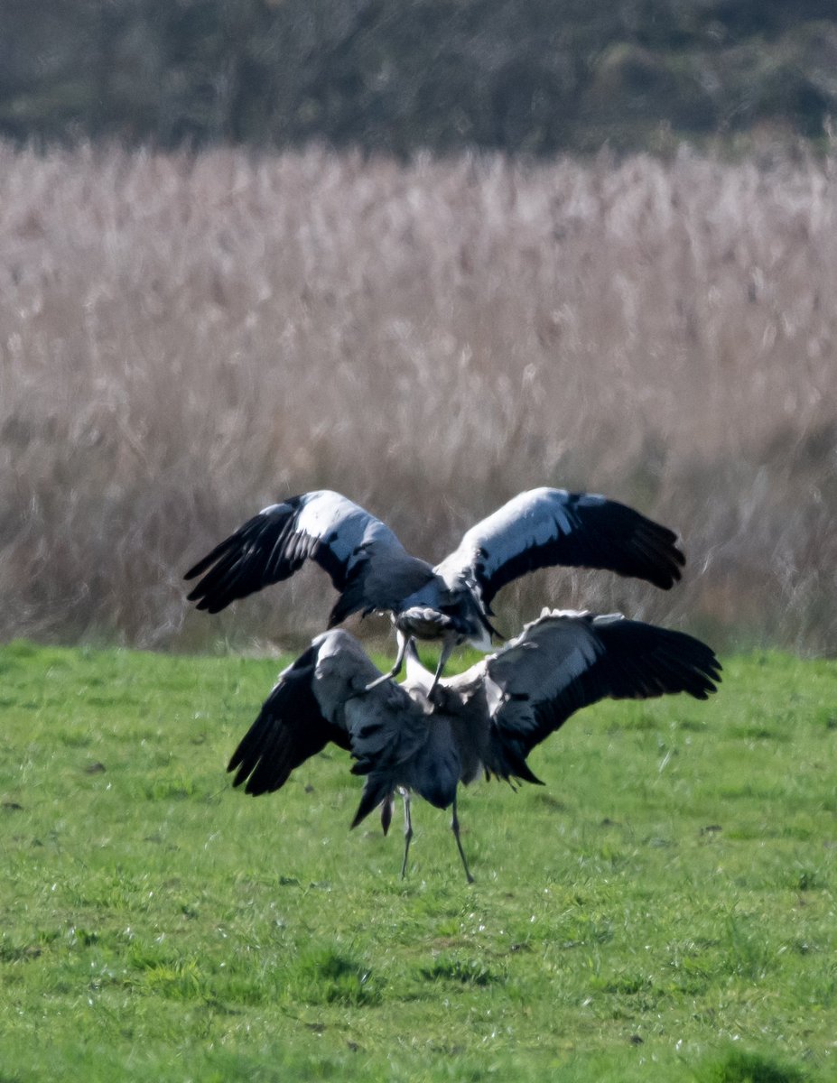 WayneRi11411749's tweet photo. Although distant was great to see my best views of cranes including some mating @LincsWildlife #willowtreefen last Sunday ๐ https://t.co/YSIQknraJr