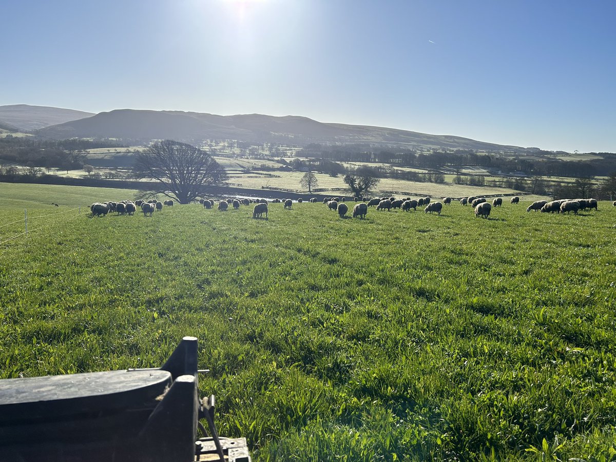 What a morning. Amazing how the sun makes you feel that little bit brighter #imsolarpowered #sheepsmilk #nightlamberdaylamber