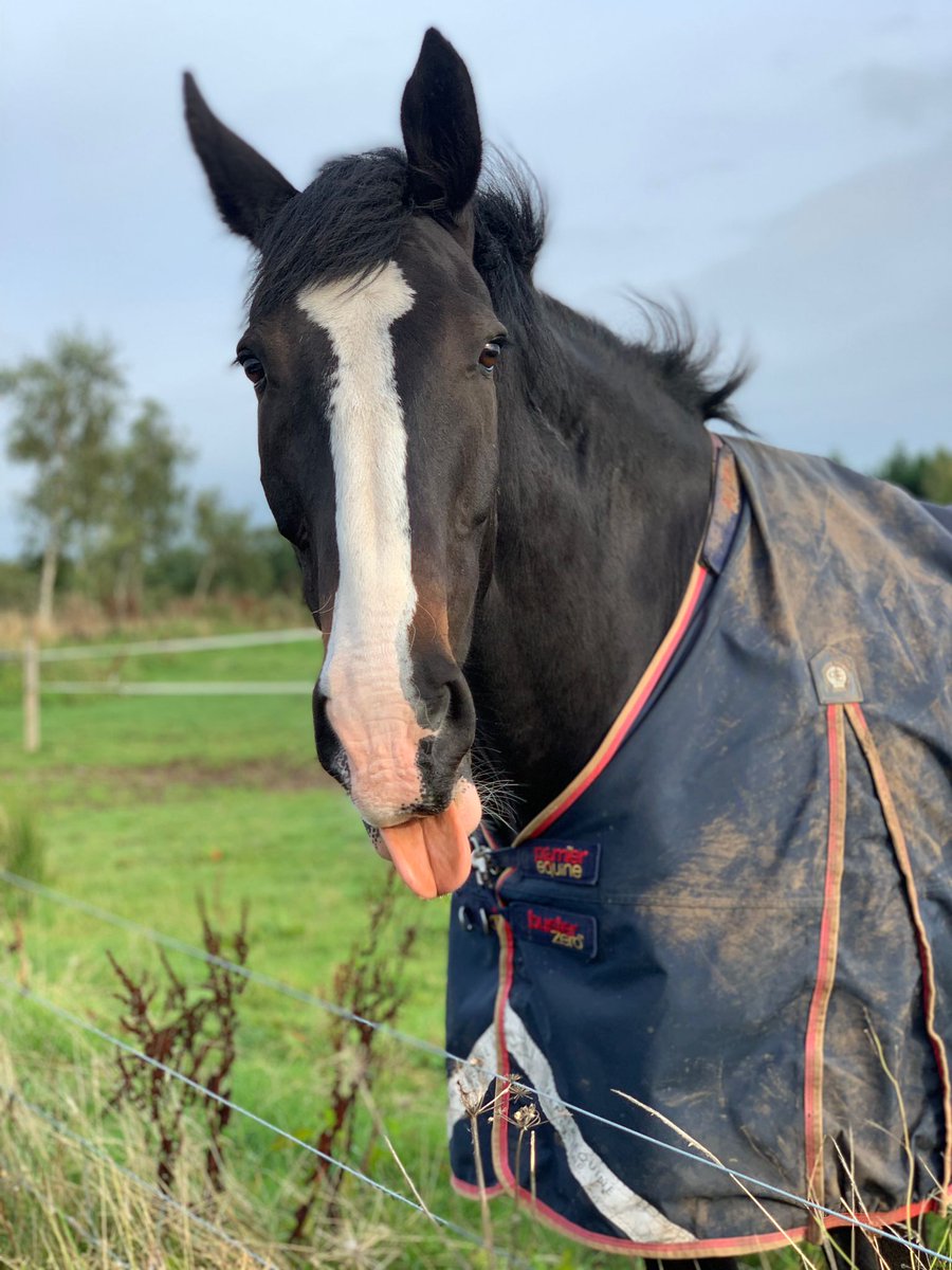 PSOSHorses's tweet photo. Hope you all have great holiday weekend! Be safe using the road network and remember to leave plenty of time for your journeys. Look out for us at the various policing operations we will be assisting with across Scotland this weekend. PH Fenwick wishes you all a Happy Easter 🐣☀️ https://t.co/NqvLD8zupL