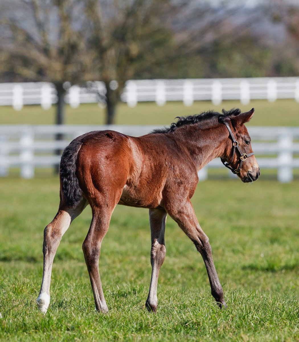 AgaKhanStuds's tweet image. 🌟 This smart filly by Medaglia D'Oro is the first foal out of #Valia, a Gr.2 winning and dual Gr.1 placed daughter of #SeaTheStars.

Valia, who hails from the same 'V' family as #Vadeni, visits #Siyouni this year.

#FoalFriday #RPFoalGallery #FoalWatch