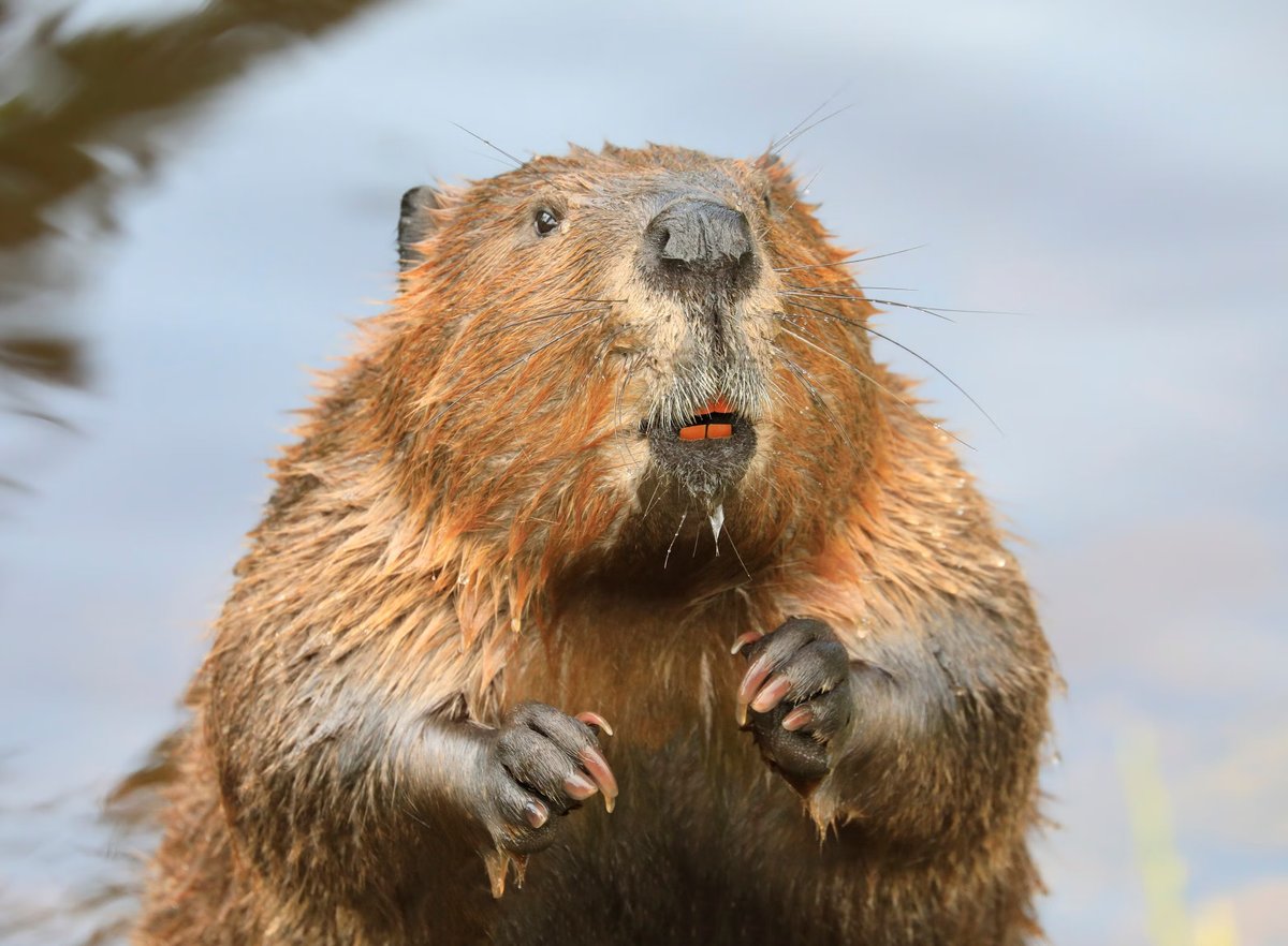 The Eurasian beaver was once widespread across Europe & Asia but hunting for its fur and castoreum nearly wiped out the species. Once down to 1200 individuals, the population has bounced back & been reintroduced to much of its former range. #InternationalBeaverDay

(Photo Vlad G)