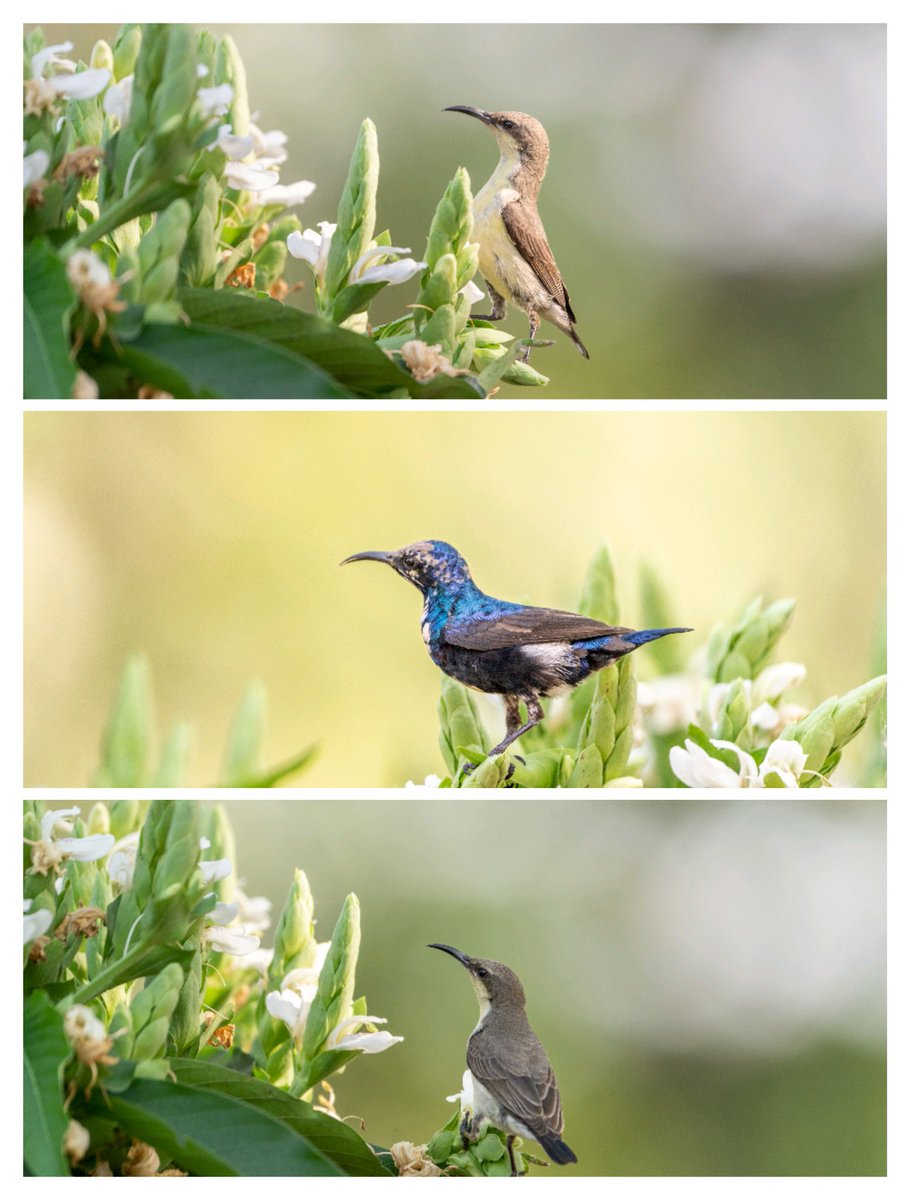 Sunbirds
Sony A7IV 200-600mm
#createwithsony #sonyalphain #bbcwildlifepotd #natgeoindia #sonyphotography #sonyimages #indianwildlife #birdphotography #shotwithsony #yourshotphotographer #earthcapture #IndiAves