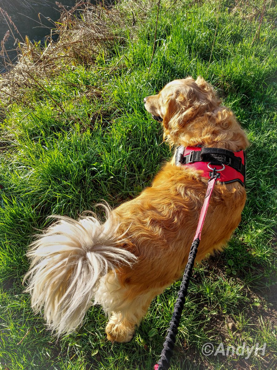 holtona72's tweet photo. Happy Good #FluffyButtFriday to all from Summer. Early morning walkies by the river first thing. #Flooftastic #FridayFloof ππΎπΎπ
@GoldretrieverUS #GRC #GoldenRetrievers #RetrieversOfTwitter #DogsOfTwitter https://t.co/T7JMdedTby