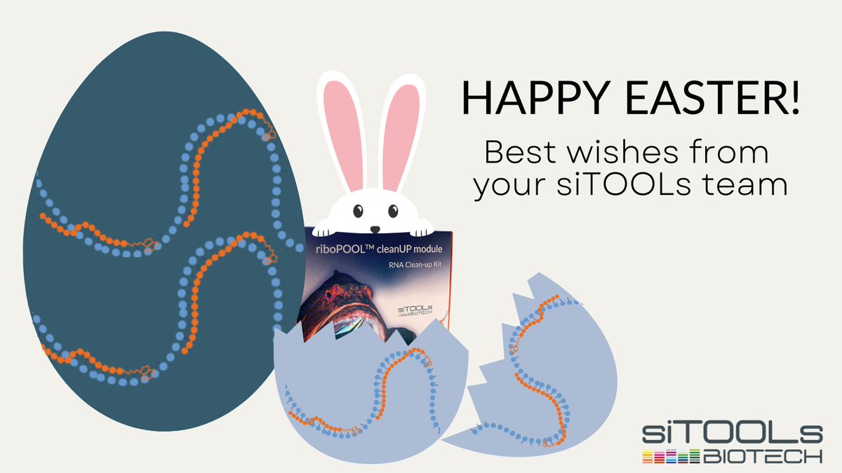 siTOOLsBiotech's tweet photo. #HappyEaster from all of us at #siTOOLs Biotech! Wishing you a holiday filled with happiness, sun and chocolate eggs. 🌷 🐰  Starting now you get free RNA clean-up beads with every riboPOOL kit. More info here: https://t.co/YXYPHI560G https://t.co/Jr2D57tdz7
