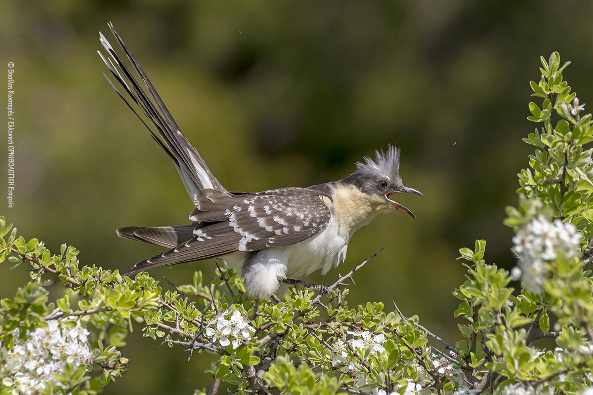 ornithologiki's tweet photo. Ένας “καλοντυμένος" Κούκος 🐦😊
Ο #Κισσόκουκος είναι ο εντυπωσιακός σε εμφάνιση και πολύ πιο σπάνιος συγγενής του γνωστού μας Κούκου.
Με ιδιαίτερο λοφίο και μακριά ουρά, θεωρείται προάγγελος της άνοιξης αφού καταφθάνει στη χώρα μας ακόμα και πριν από τα #Τρυγόνια. #SpringAlive https://t.co/GnO35PfsG2