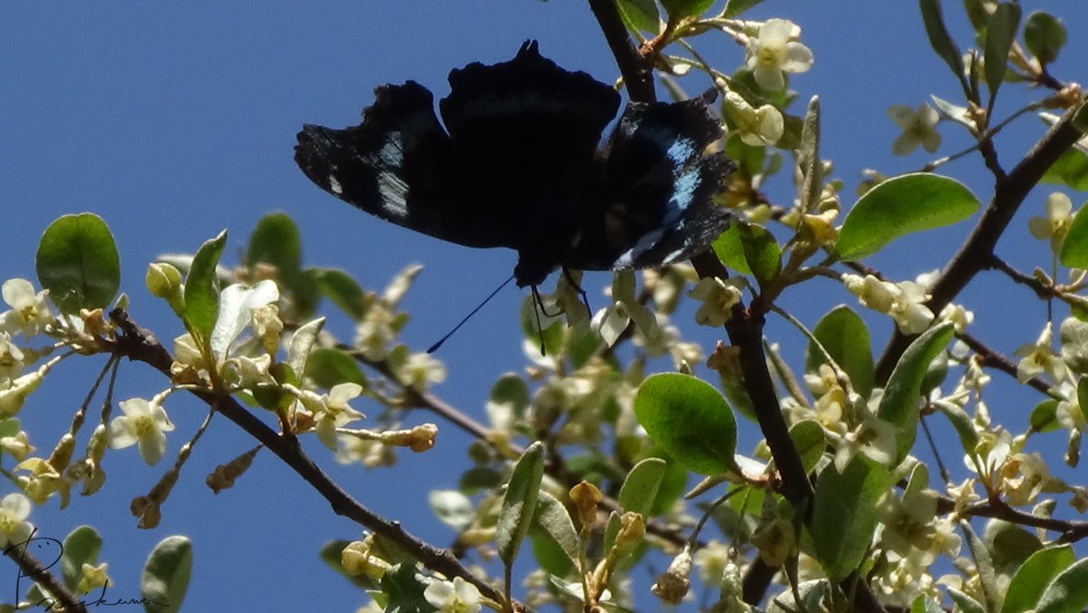 patan_mikawa's tweet photo. beautiful 🦋 #ルリタテハ #KaniskaCanace #ナツグミ #ElaeagnusMultiflora #Japan #wildlife #TwitterNatureCommunity https://t.co/msZKaKLxYv