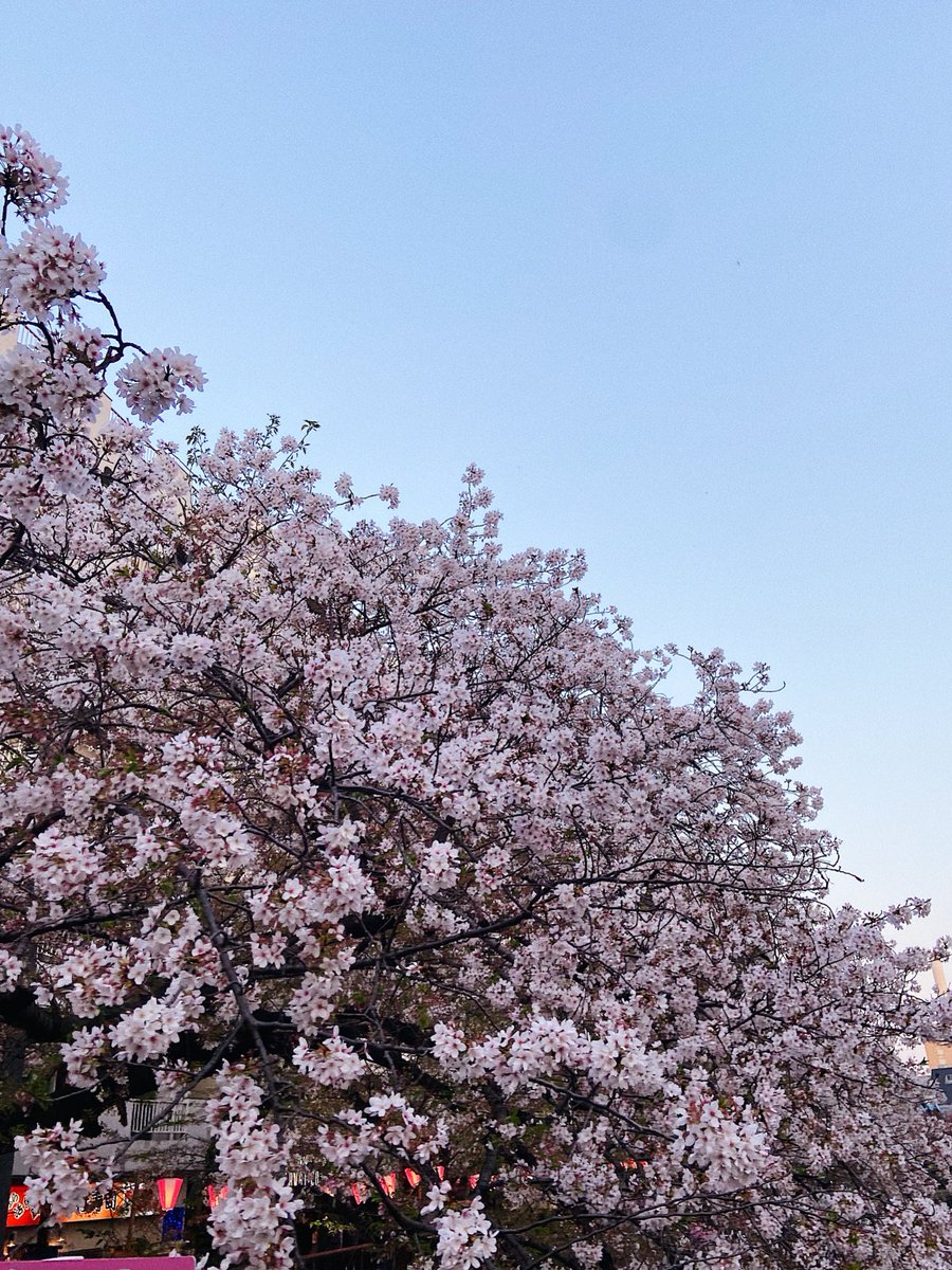 m_623_k's tweet photo. 4月こんにちは🍃🌸🌼
春だぁ🌱 https://t.co/YRFFgnjgww