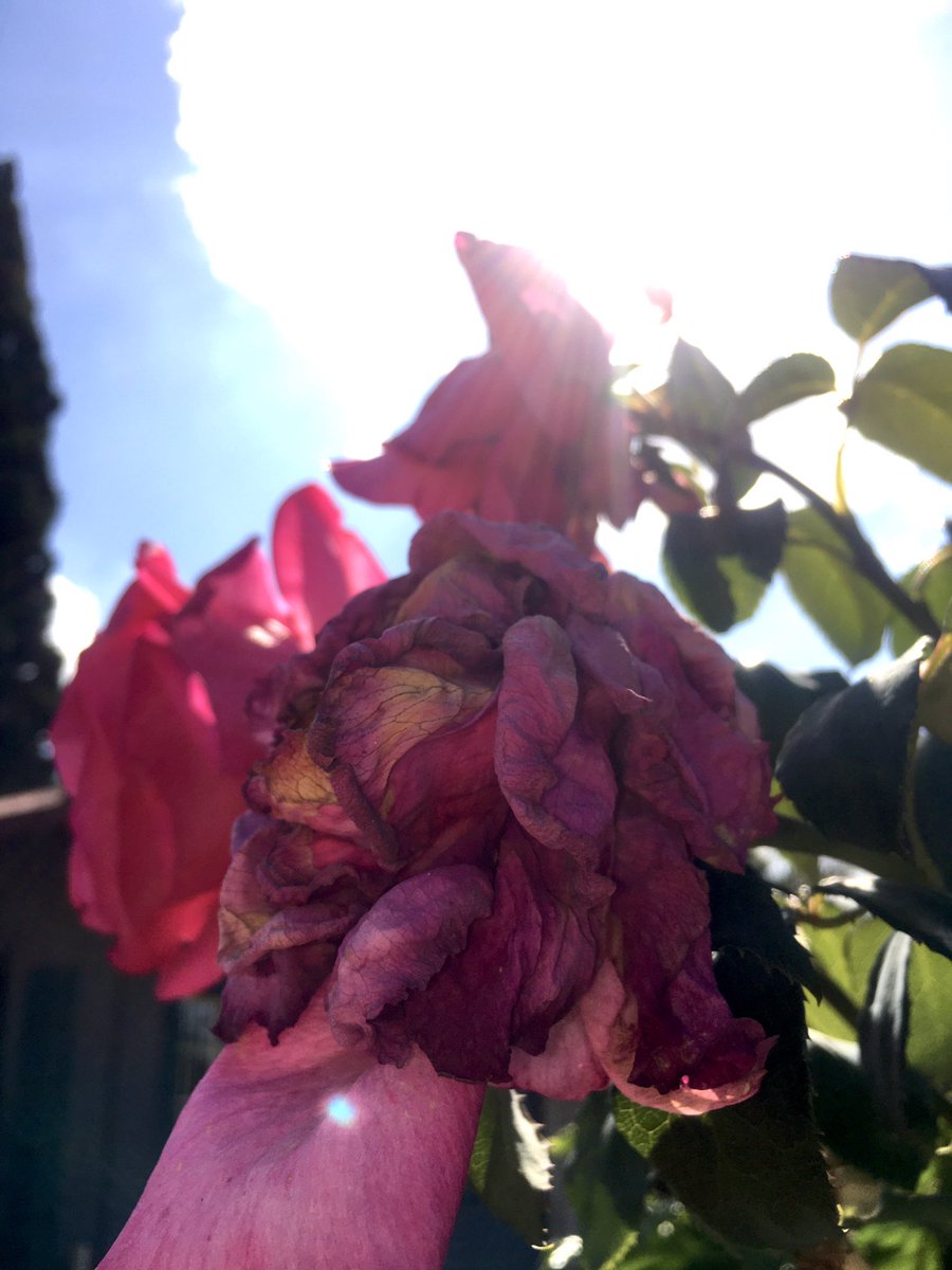 anotherartbaby's tweet image. I found hidden pictures in the garden. #easterweekend #goodfriday #preparingfish #longwait #letsgetbogus #cupoftea #fiveroses #nowjustthree #meateater #dairyconsumer #bloodmeantfortheground #notyourbody #13 #611 #hishere #rvsco #myson #iwish #handsomeblood #toxic #green #blue #de