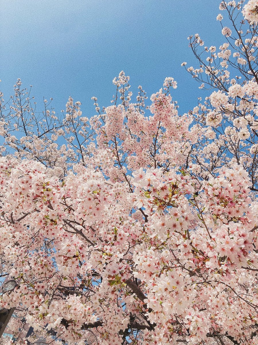 「私の撮る春はなかなか可愛いんじゃないだろうか 」|ｺﾀﾛｰ。のイラスト