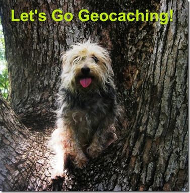 Let's Go #Geocaching for Geodog Day! A great into to Geocaching with your dog and how you can do it using your smartphone. pinterest.com/pin/3588806640…