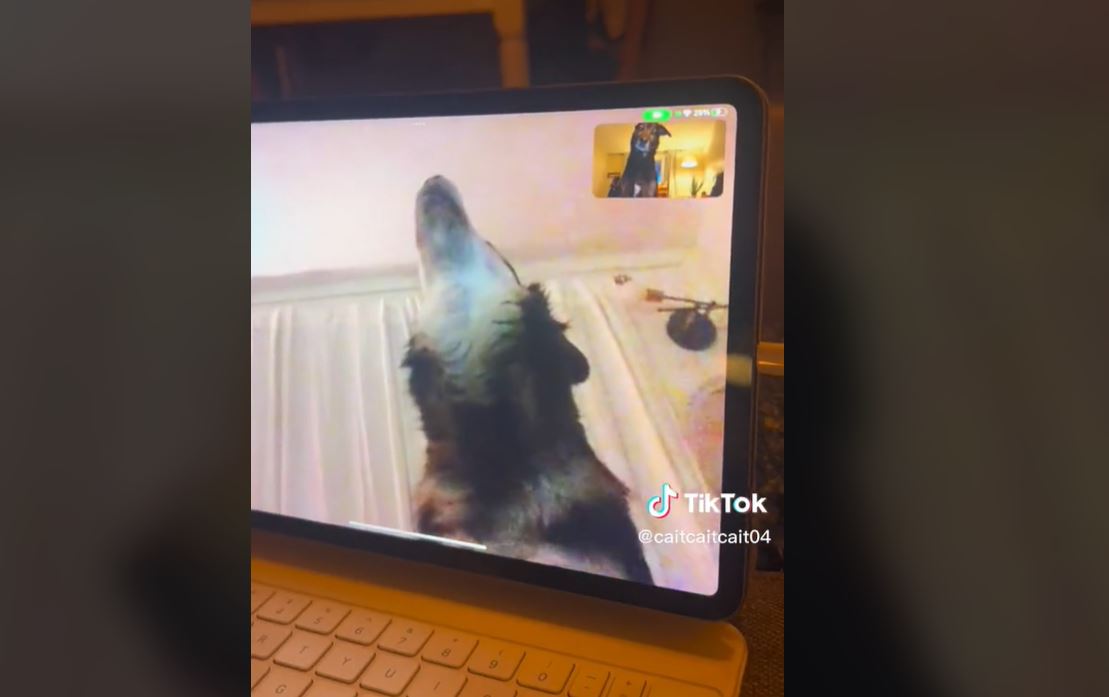 3CatInfo's tweet photo. L'amistat de dos gossos que s'enyoren i es retroben per videoconferència es fa viral https://t.co/sbFGyoIdsv https://t.co/Wr1T03AHOG