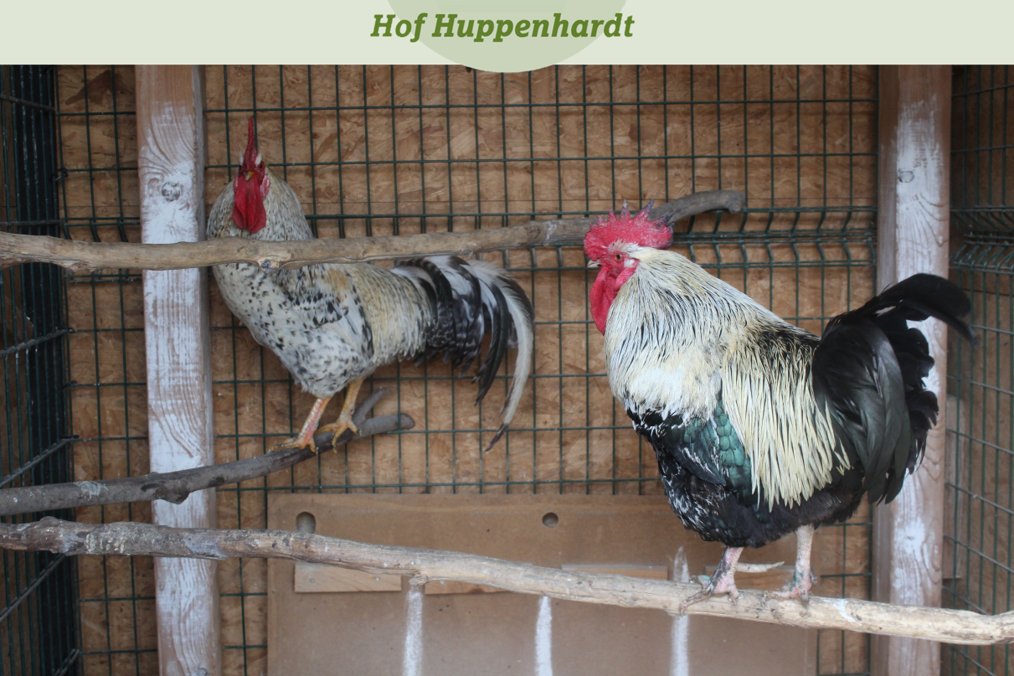 Da sitzen wir, wie die Hühner auf der Stange! Moment... Das sind wir ja sogar 🤣  Euer Ferdinand 

#hofhuppenhardt #etn #picoftheday #tierschutz #hahn #huhn #hühner #henen #legehennen #eier #ostern #ei #eierindustrie #massentierhaltung #denkanstoß