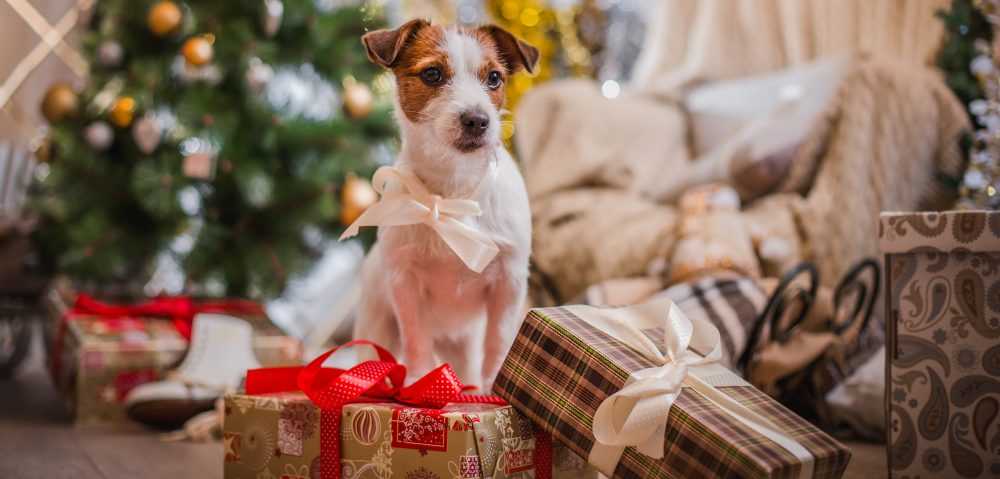 PrettyPetStore1's tweet photo. Isn`t it awesome? https://t.co/BlhlwMfKw1