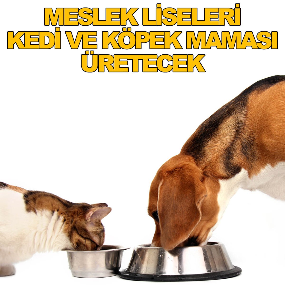 Meslek Liseleri Kedi ve Köpek Maması Üretecek
kedici.com.tr/post.php?ptype…