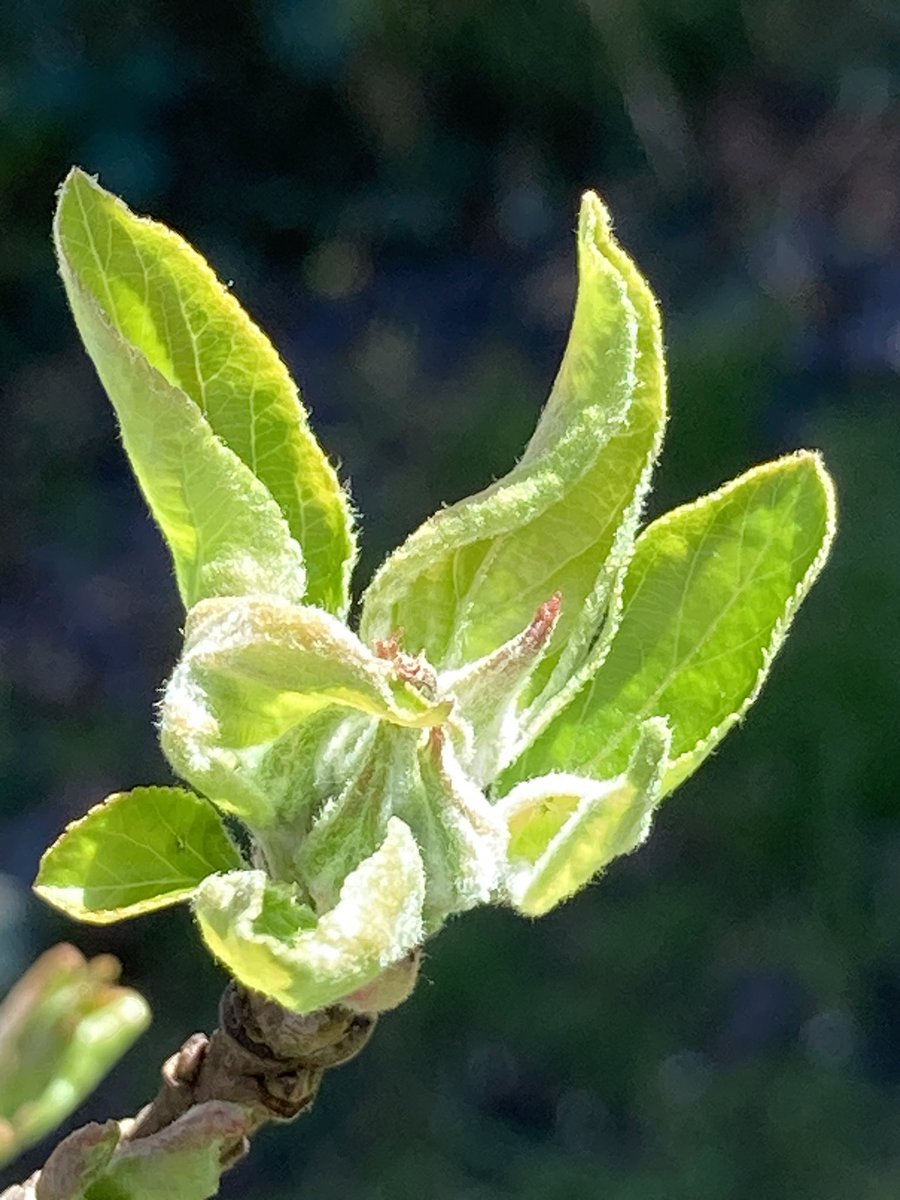 Concordmoose's tweet image. The green bits before the blossom before the leaves before the apples. #appletree #giftthatkeepsongiving #naturespatterns