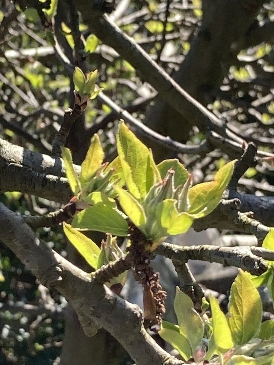 Concordmoose's tweet image. The green bits before the blossom before the leaves before the apples. #appletree #giftthatkeepsongiving #naturespatterns