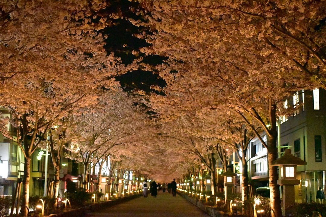 Candy20Little10's tweet photo. 鎌倉の夜桜
#鎌倉　#夜桜　#桜並木 https://t.co/956iBO8qjV