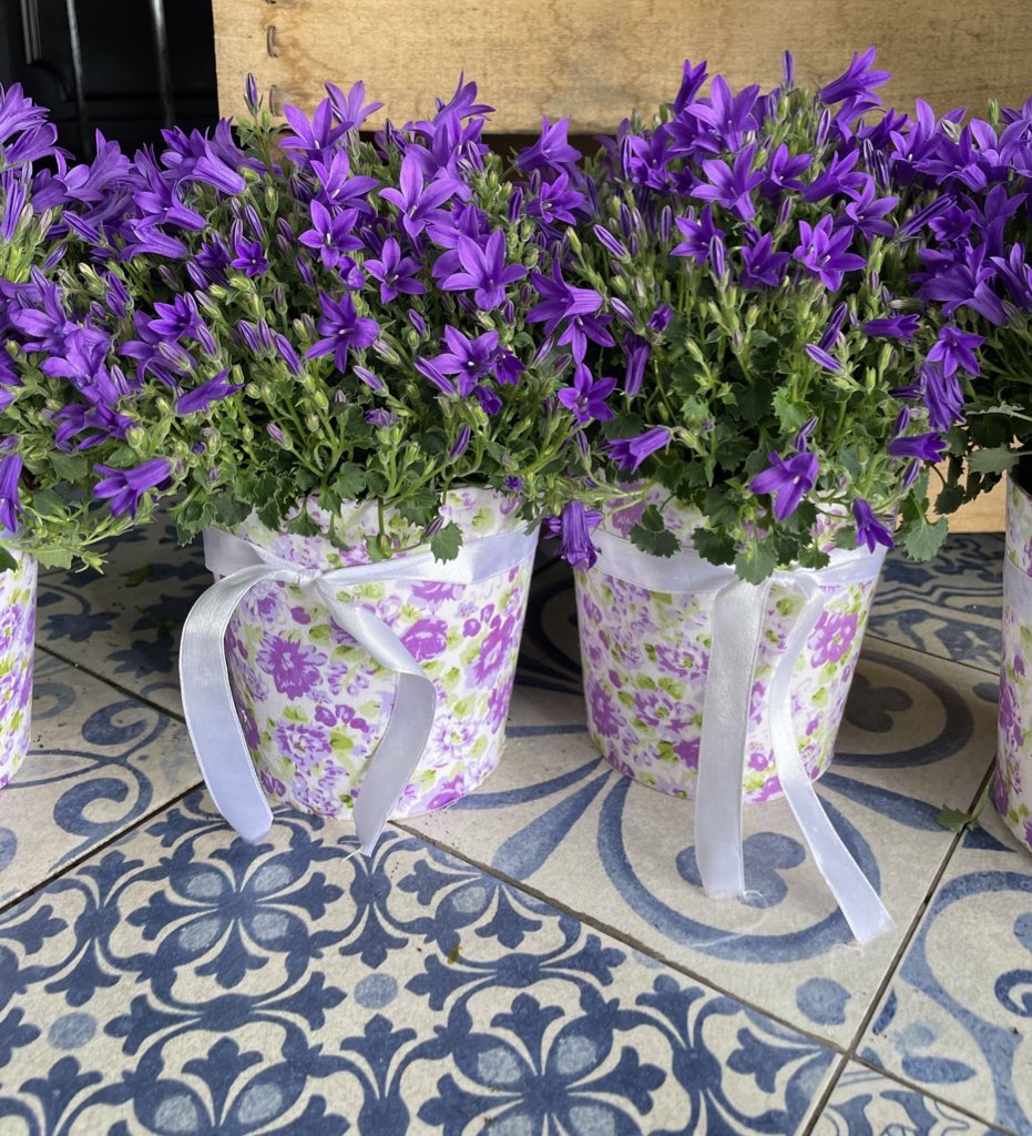 florquimia's tweet photo. Campanula!!!💜💜

📍C/ derechos humanos,14 
📞919474721
📞641323118

⏰L-D DE 9:00 a 21:00

#Madrid #centros #coronas #plantas #margaritas #ramos #regalos #planta #girasoles #rosas https://t.co/j3jNVx1hWu