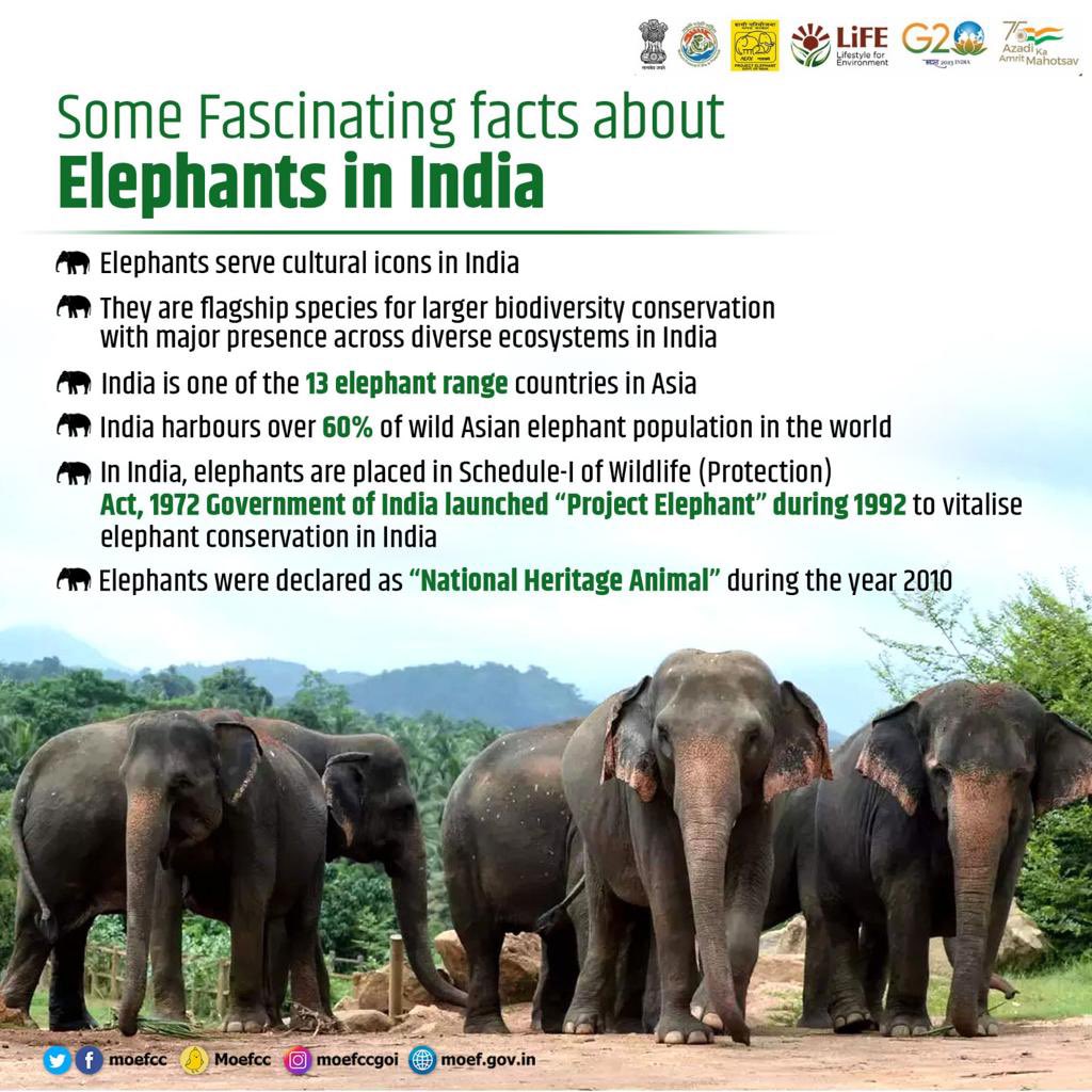 Let's protect #elephants undr #ProjectElephant. It's #GOI sponsrd scheme to gv tech & fin suport fr elephant #conservation & welfare. At prsnt, there r 33 #ElephantReserves spred ovr 80,778 kms acros #India. #GajUtsav #NationalHeritageAnimal #wildlife @moefcc @kaziranga_