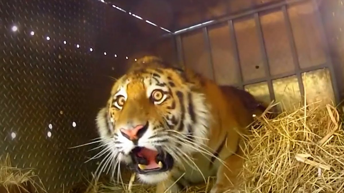 bigmonkeong's tweet photo. "real animals cant emote like that" https://t.co/fXjJWzpXO2