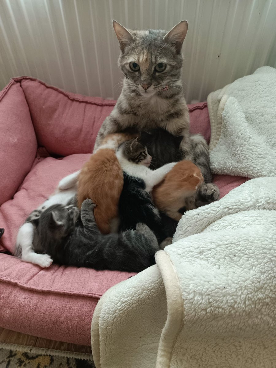Ölmek üzere buldum kedi ve 6 yavrusu