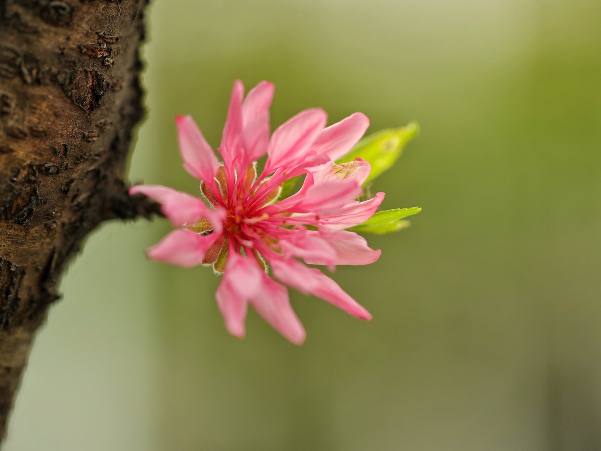 iXiaoshan's tweet photo. 🌞🌺Spring's arrived in #Xiaoshan as flowers bloom everywhere! A rare variety of peach blossom is radiating the essence of #spring, while romantic wisteria flowers hang down like a cascade of purple clouds, filling people's eyes with wonder. #SpringInXiaoshan #FlowersOnFriday https://t.co/INhOjMwiIV
