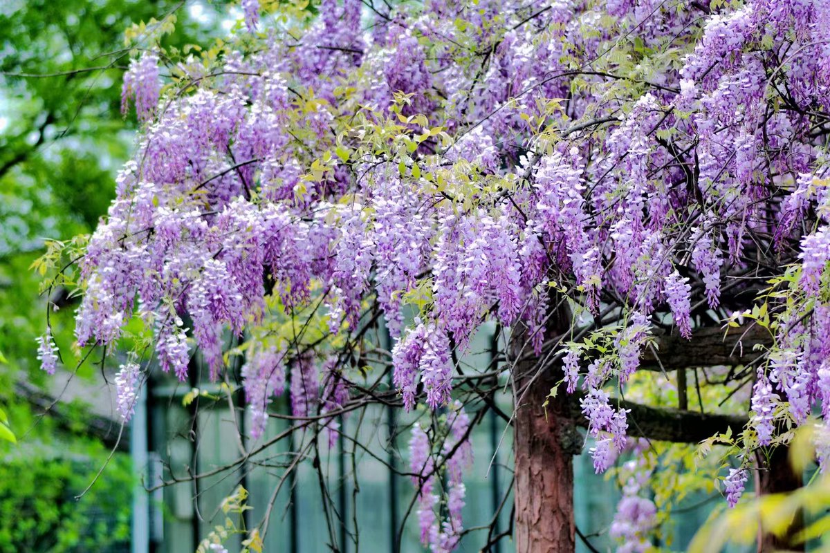 iXiaoshan's tweet photo. 🌞🌺Spring's arrived in #Xiaoshan as flowers bloom everywhere! A rare variety of peach blossom is radiating the essence of #spring, while romantic wisteria flowers hang down like a cascade of purple clouds, filling people's eyes with wonder. #SpringInXiaoshan #FlowersOnFriday https://t.co/INhOjMwiIV