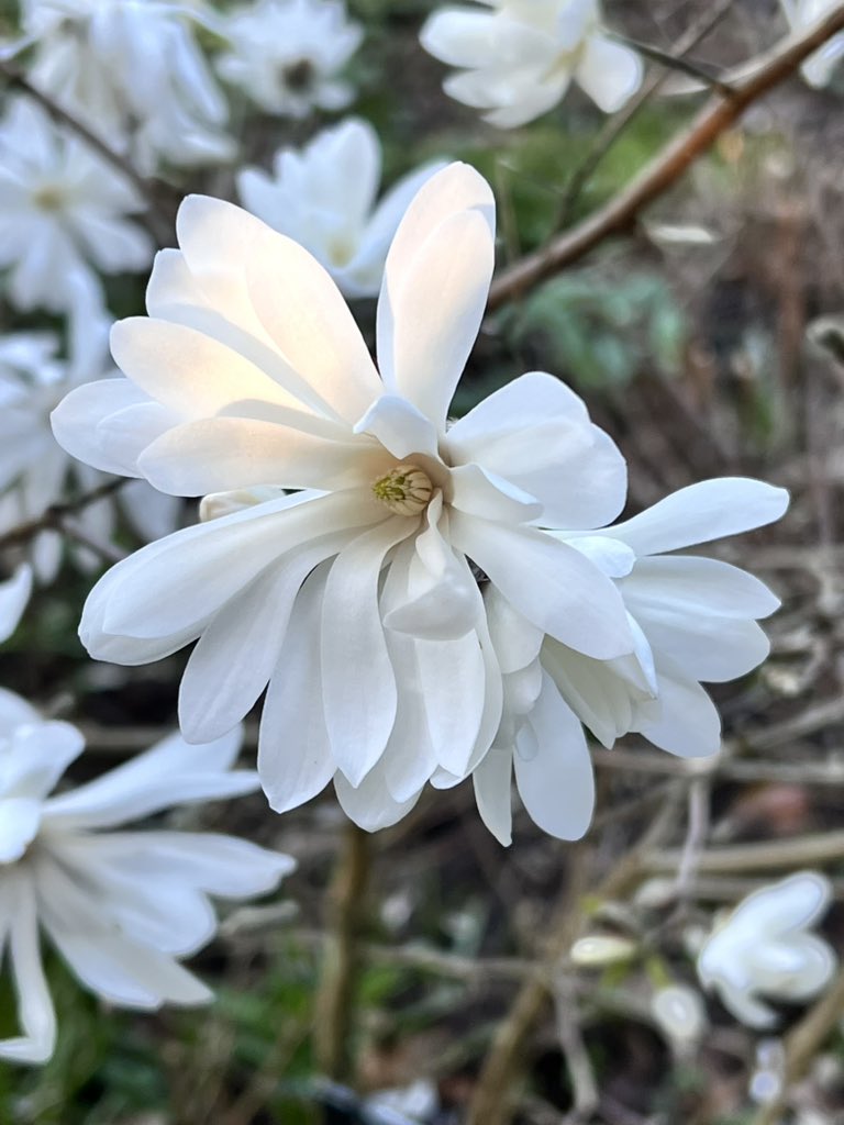 Happy Good Friday with this stunning Magnolia stellata ‘Waterlily’. Ideal for small gardens as it only grows to 3m high. 

#magnoliastellatawaterlily #magnolias #rhspartnergarden #bordehillgarden #sussexgardens