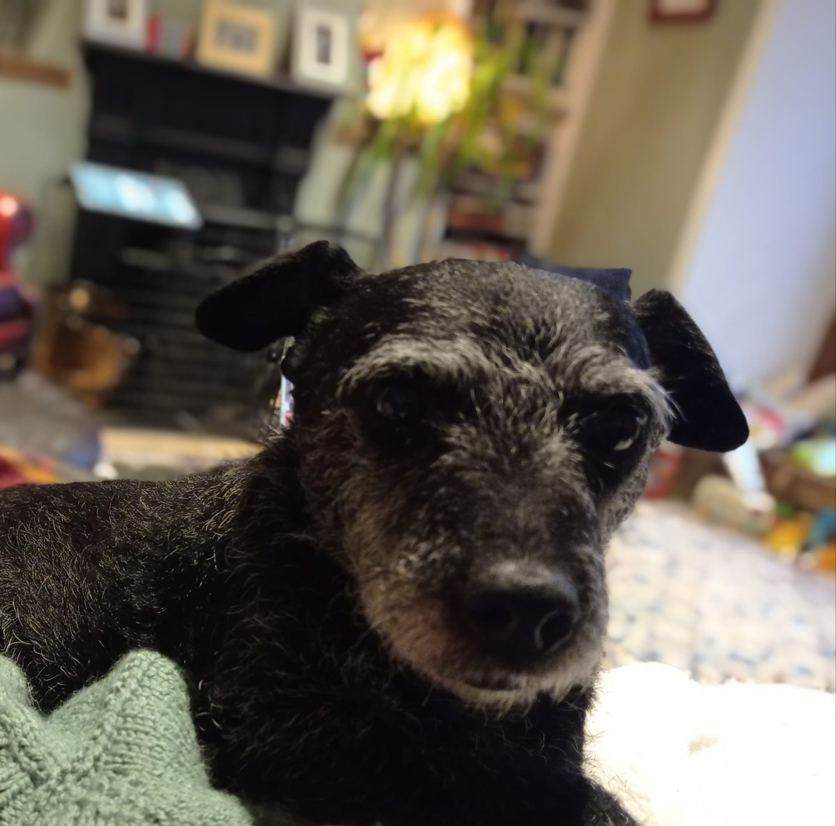 msjlindsay's tweet photo. My wee sis's doggo has gone missing. ☹️ Pls share and keep an eye out if you're in the area?

MISSING - PATSY Last seen at 11am on 06/04/23 at the Bing, Waterside, Kirkintilloch G66. Small black Patterdale Terrier with grey face. 14/15 years old. https://t.co/6JsqOuJo7J