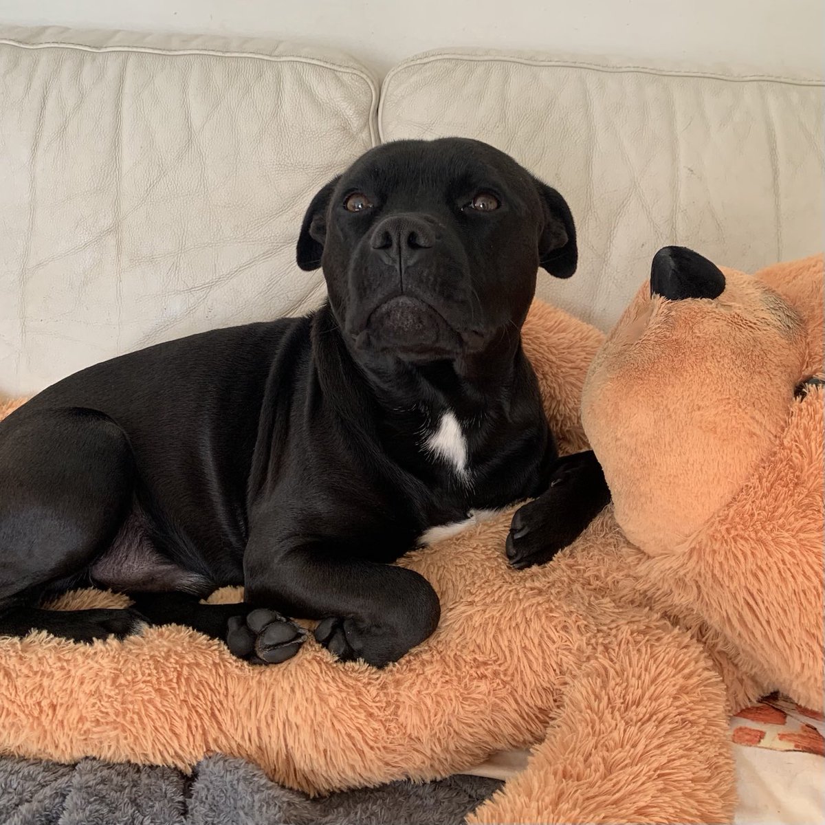 Morning everyone, have a pawtastic day #frank 🥰