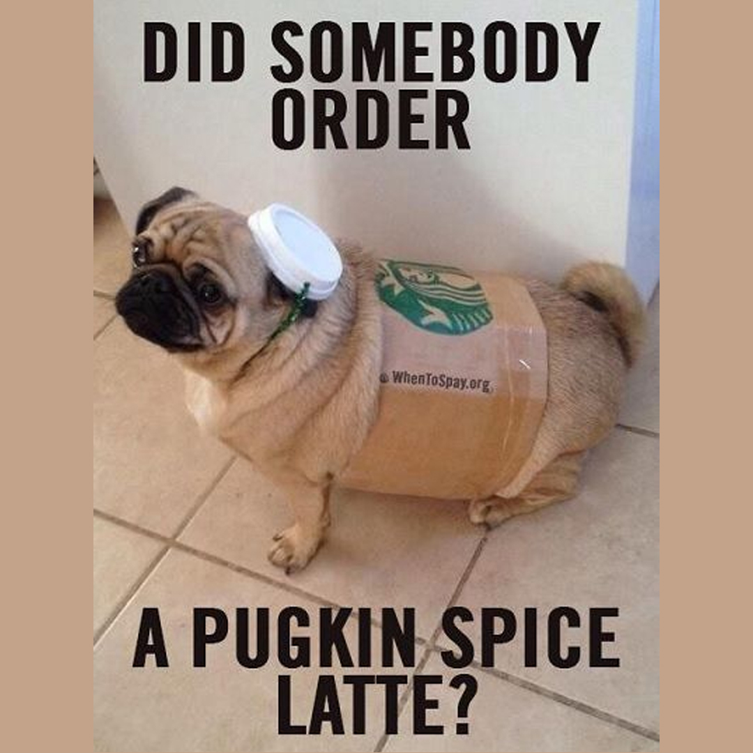 Did somebody order a Pugkin Spice Latte.
#pugsarethebest #pugfamily #pugsofinstagram #pugfashions #pugmom #pugliaview #puglife #puglive #pugdaily #pugface #pugs #puggylove #pugliafood #pugsoninstagram #puglover