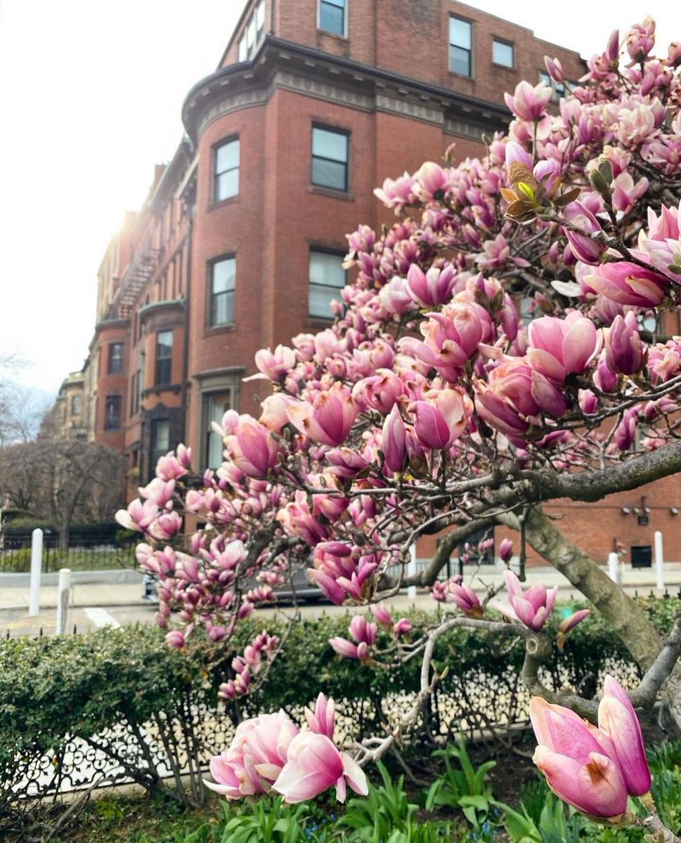 Rise and Shine, New England! Thanks to bestofthebaystate on Instagram for sharing this shot by capturing_boston, featuring magnolias on Commonwealth Ave! If you'd like to see your photo featured, just post it with the hashtag #riseandshineon7