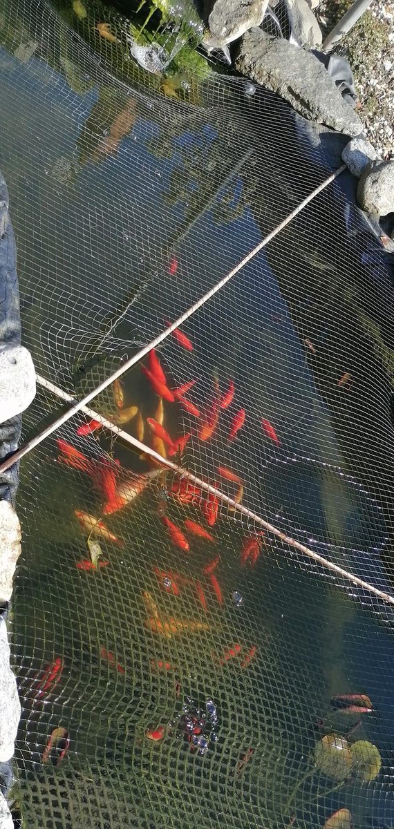 ca_scrimshaw's tweet photo. Last year a Crow ate my fish. My husband bought me 4 fish to replace them
This is now 😮😮😮🤔
#pond #pondfish #acrowatemyfish #thecircleoflife #fish https://t.co/YbdobXUmQt