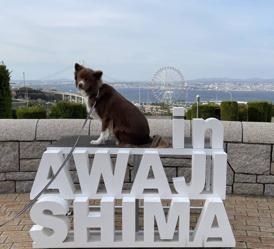 Saran_K0415's tweet photo. 先日、淡路島に行ってきたよ❣️
たくさんのお散歩🐾
よく頑張りました🧡
楽しかったね🎵

#さらん　#犬　#ミックス犬
#のじまスコーラ 
#淡路ハイウェイオアシス https://t.co/4obFhDt2Uj