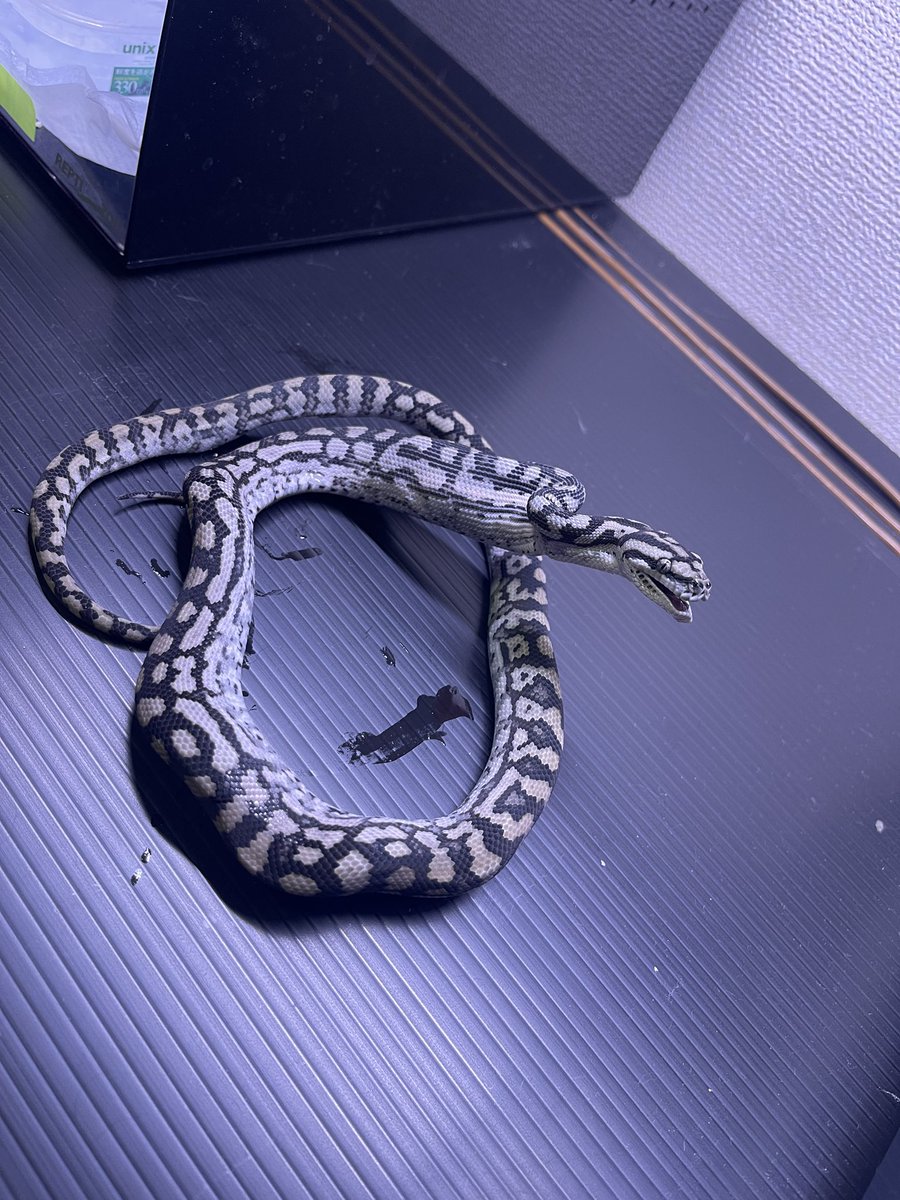 GDB6335's tweet image. 天然のアザン
ちびスケ
#carpetPython
#Moreliaspilotametcalfei
#Inlandcarpetpython
#インランドパイソン