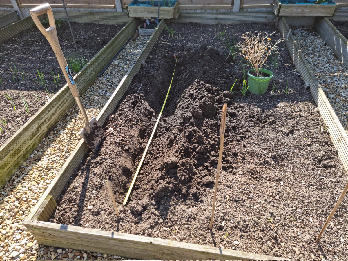 ScottyFmWashy's tweet photo. Planting spudsπ₯
#SecondEarlies https://t.co/IVTNV8lZhz
