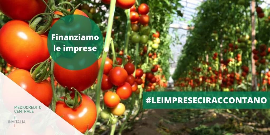 ✅🤝#MediocreditoCentrale attraverso i #finanziamenti sostiene le #aziendeitaliane.
🍅 Calispa, dalla coltivazione dei pomodori all’export di conserve