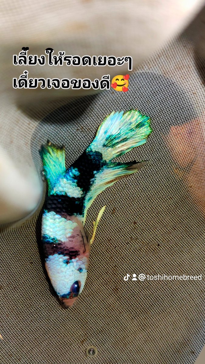 BWT_artGal's tweet photo. #ธาตุทองซาวด์ #AgustD #ฝุ่นเชียงใหม่ #betta #bettathailand https://t.co/uKT8gUR0bc