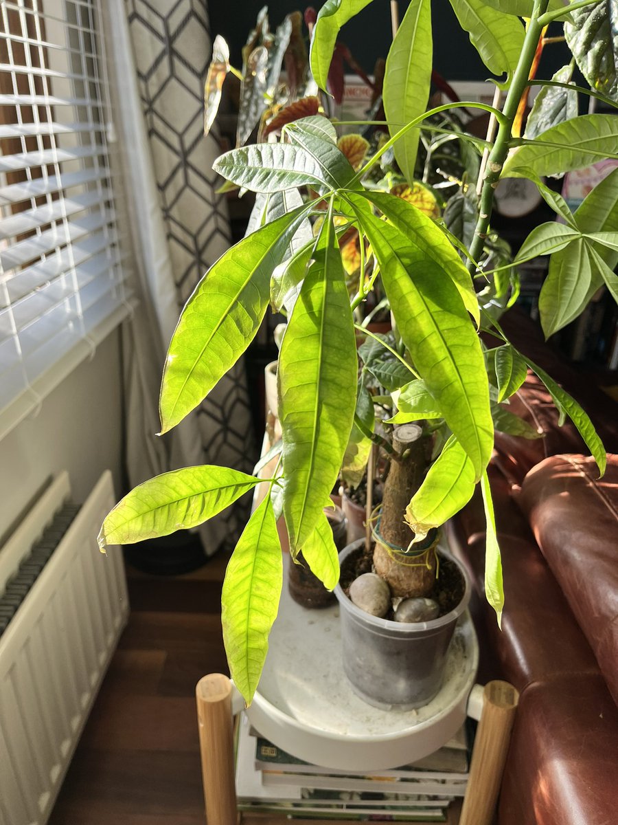 BearDublin's tweet image. Sun streaming in, happy houseplants #houseplants #begonia #calla #impatiens #pachira #ceropegia #epiphyllum ☀️ ☀️ ☀️