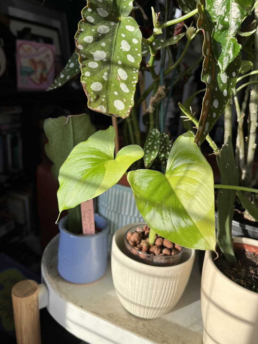 BearDublin's tweet image. Sun streaming in, happy houseplants #houseplants #begonia #calla #impatiens #pachira #ceropegia #epiphyllum ☀️ ☀️ ☀️