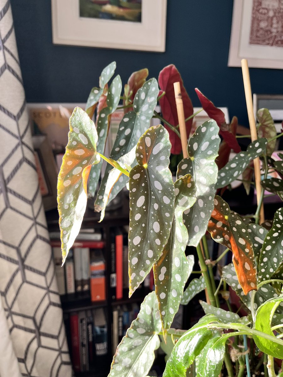 BearDublin's tweet image. Sun streaming in, happy houseplants #houseplants #begonia #calla #impatiens #pachira #ceropegia #epiphyllum ☀️ ☀️ ☀️