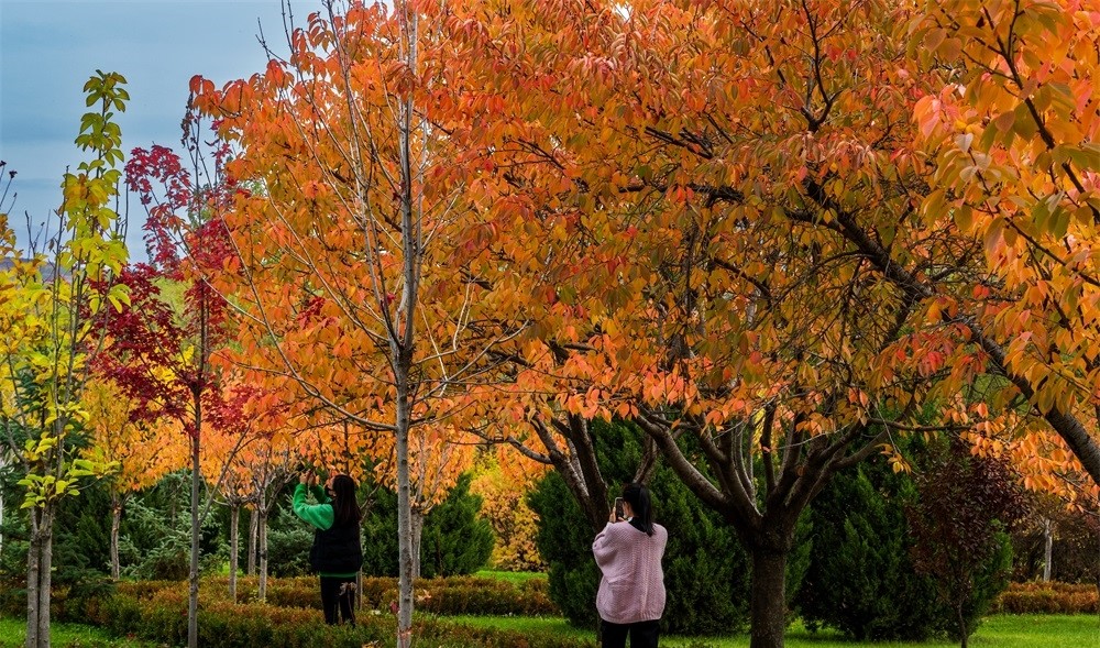 GlobalEchoes829's tweet photo. Colorful leaves are painting a stunning picture in Zhuanglang in Pingliang.
#travel #nature #gansu #pingliang #nature #scenery https://t.co/zP0GN7RHE6