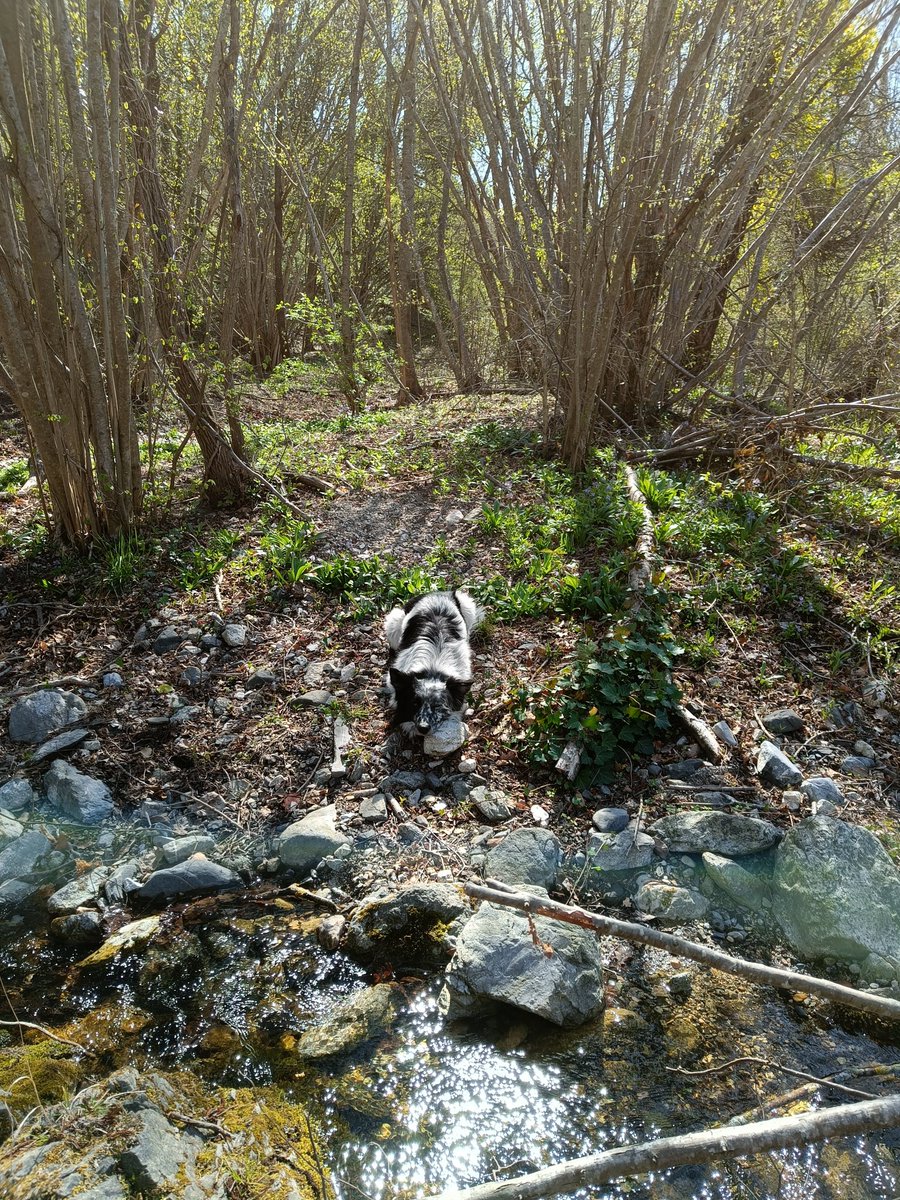 PyreneesPrime's tweet image. Just chilling.