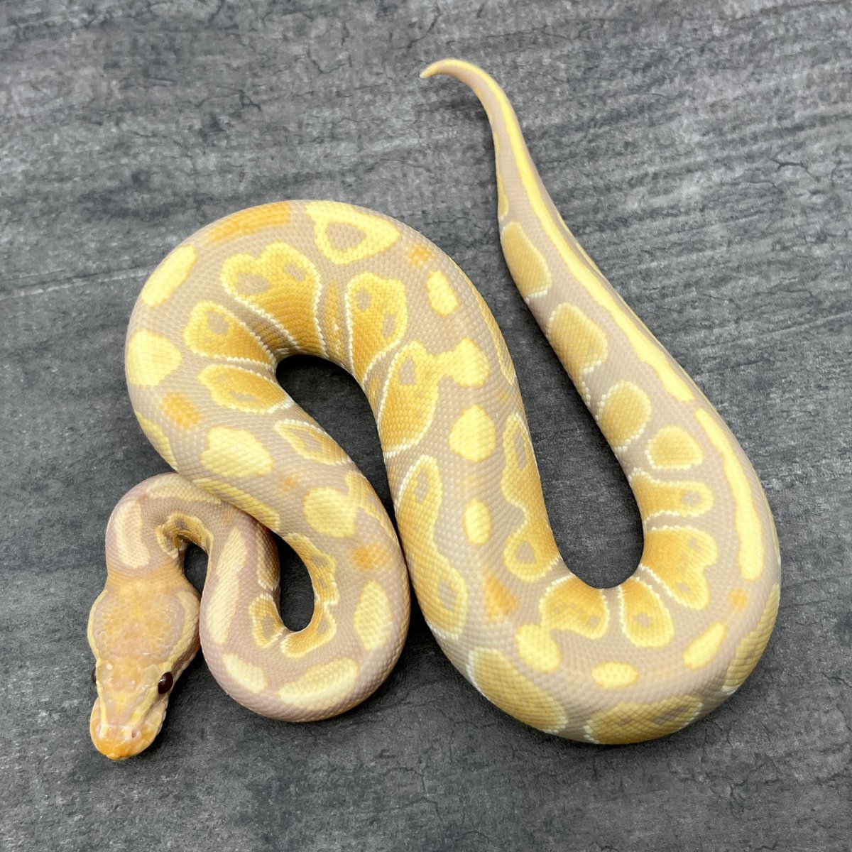 TTD 11690 【⭐︎ ヒロゾウサン様⭐︎】【美品・数量限定】 中村 ヒロアキ on X